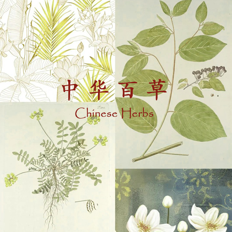 草本精华1.jpg